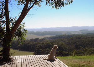 Dog friendly accommodation in Otways Accommodation - Great Ocean Road, Victoria